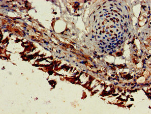 Endocan Antibody in Immunohistochemistry (Paraffin) (IHC (P))