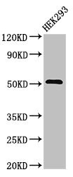 DR4 Antibody in Western Blot (WB)