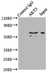 AKT3 Antibody in Immunoprecipitation (IP)