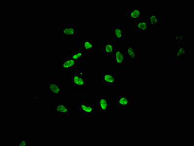 H3K9me1 Antibody in Immunocytochemistry (ICC/IF)