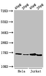 H3K9me1 Antibody in Western Blot (WB)