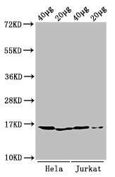 H3K9me1 Antibody in Western Blot (WB)