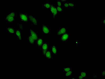 H3R17me1 Antibody in Immunocytochemistry (ICC/IF)