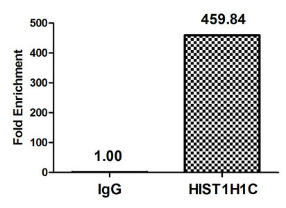 Acetyl-Histone H1.2 (Lys16) Antibody in ChIP Assay (ChIP)