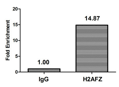 Mono-methyl-Histone H2A.Z (Lys4) Antibody in ChIP Assay (ChIP)