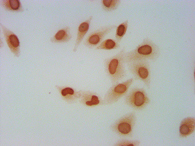 Mono-methyl-Histone H2A.Z (Lys4) Antibody in Immunocytochemistry (ICC/IF)