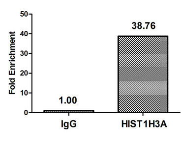 H3K18cr Antibody in ChIP Assay (ChIP)