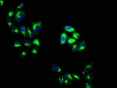 OTOG Antibody in Immunocytochemistry (ICC/IF)