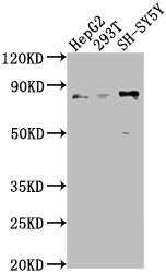 Kinesin light chain Antibody in Western Blot (WB)