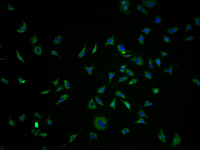 OR10K1 Antibody in Immunocytochemistry (ICC/IF)