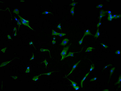 PCDHB7 Antibody in Immunocytochemistry (ICC/IF)