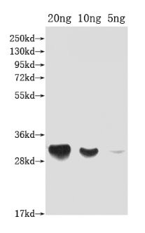 DFRA Antibody in Western Blot (WB)