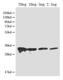 PFP-BETA1 Antibody in Western Blot (WB)