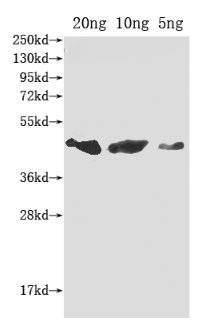 flu Antibody in Western Blot (WB)