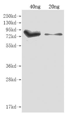 iutA Antibody in Western Blot (WB)