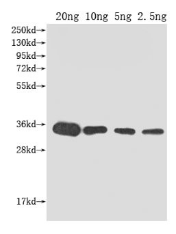 kdsB Antibody in Western Blot (WB)
