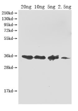 E. coli O157:H7 ompA Antibody in Western Blot (WB)