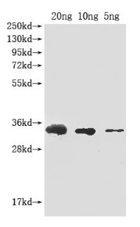 Abrin-a Antibody in Western Blot (WB)