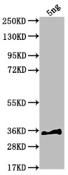 sfl Antibody in Western Blot (WB)