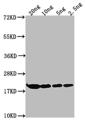 E. coli (strain K12) H-NS Antibody in Western Blot (WB)