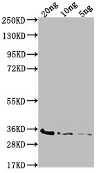 bamD Antibody in Western Blot (WB)