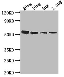 lasB Antibody in Western Blot (WB)