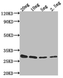 gag-pol Antibody in Western Blot (WB)