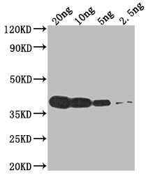 VCATH Antibody in Western Blot (WB)