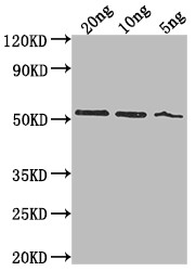 lasB Antibody in Western Blot (WB)