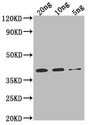 Sarcoplasmic calcium binding protein Antibody in Western Blot (WB)