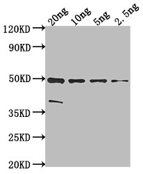 malE Antibody in Western Blot (WB)