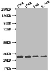 L1R Antibody in Western Blot (WB)