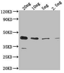 ihfB Antibody in Western Blot (WB)