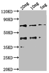 kaiC Antibody in Western Blot (WB)