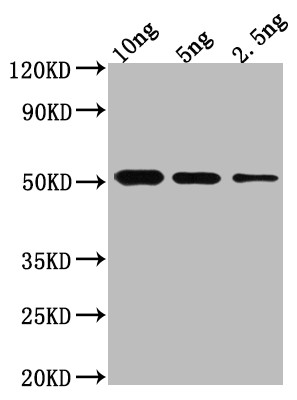 BRO1 Antibody in Western Blot (WB)