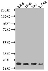 MT1 Antibody in Western Blot (WB)