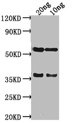 salm Antibody in Western Blot (WB)