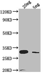 LAMB Antibody in Western Blot (WB)