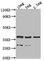 p39 Antibody in Western Blot (WB)