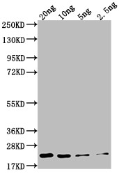 NCE2 Antibody in Western Blot (WB)