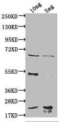 degP Antibody in Western Blot (WB)