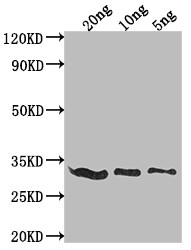 E3L Antibody in Western Blot (WB)