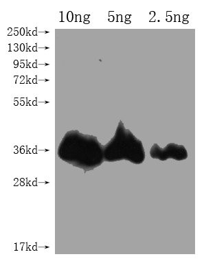 CHLI1 Antibody in Western Blot (WB)