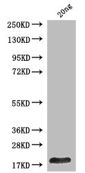 lacY Antibody in Western Blot (WB)