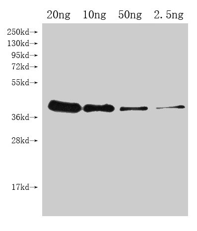 UGI Antibody in Western Blot (WB)