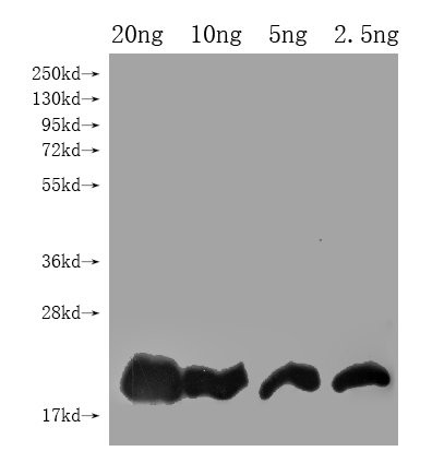 DEFB128 Antibody in Western Blot (WB)