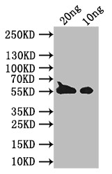 BZLF1 Antibody in Western Blot (WB)