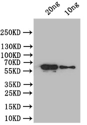 At5g42100 Antibody in Western Blot (WB)