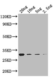 GIF1 Antibody in Western Blot (WB)