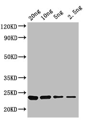 KNAT3 Antibody in Western Blot (WB)